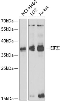 EIF3I Antibody