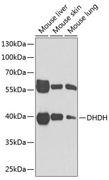 DHDH Antibody