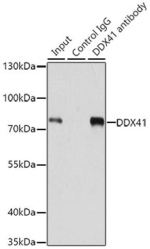 DDX41 Antibody