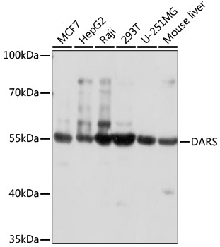 DARS Antibody