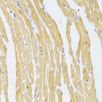 CSRP3 Antibody