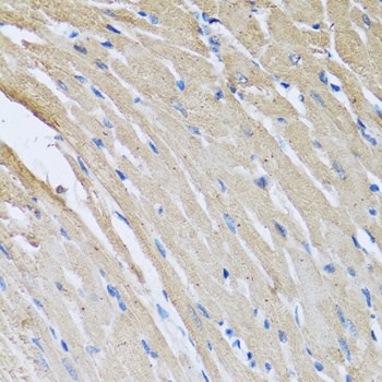 CRHBP Antibody