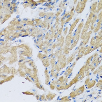 CRHBP Antibody