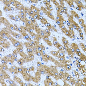 CPM Antibody