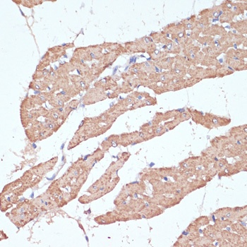 COX4I1 Antibody