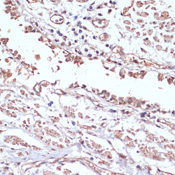 COX4I1 Antibody