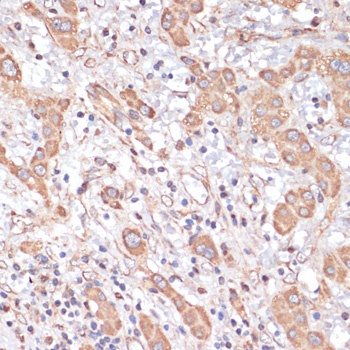 COX4I1 Antibody