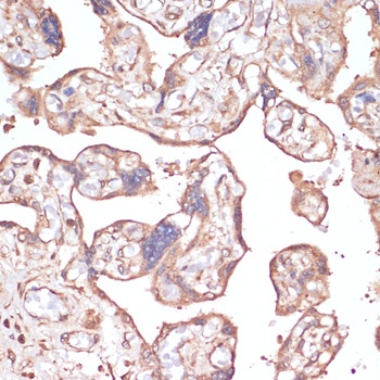 COX4I1 Antibody