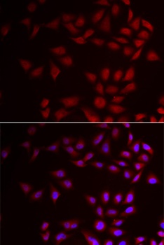 COX4I1 Antibody