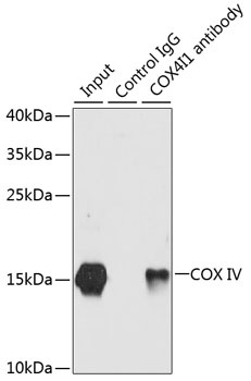 COX4I1 Antibody