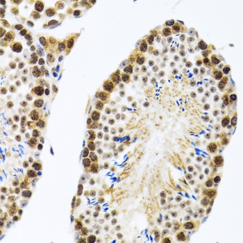 CIRBP Antibody