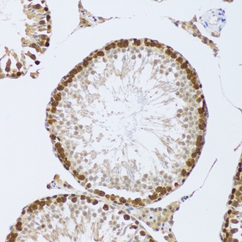 CIRBP Antibody