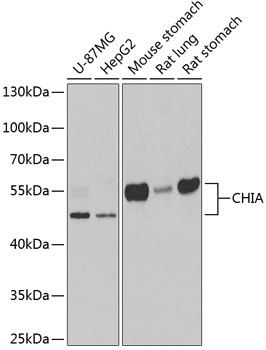 CHIA Antibody