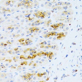 CHIA Antibody