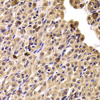 CCT4 Antibody