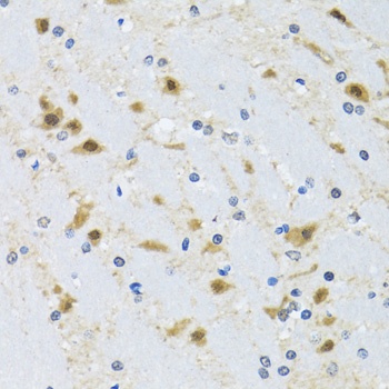 CCT4 Antibody