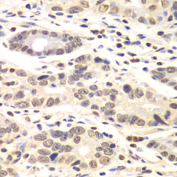 CCNC Antibody