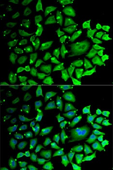 CCNC Antibody