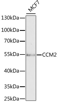 CCM2 Antibody