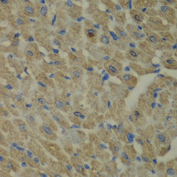 CCBL1 Antibody