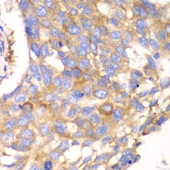 CAPNS1 Antibody