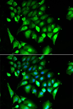 BHLHE40 Antibody
