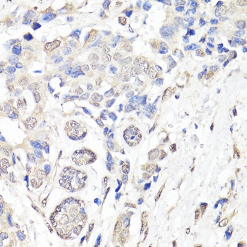 BAP1 Antibody