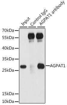 AGPAT1 Antibody