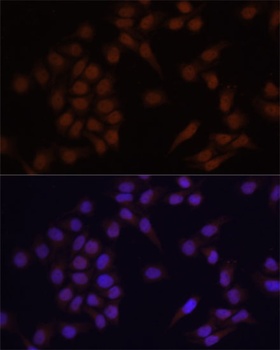 PRDM14 Antibody