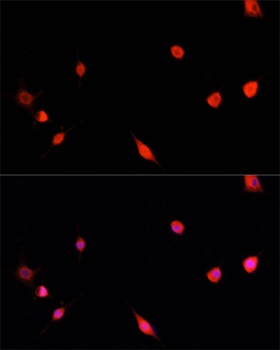 PRDM14 Antibody