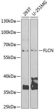 FLCN Antibody
