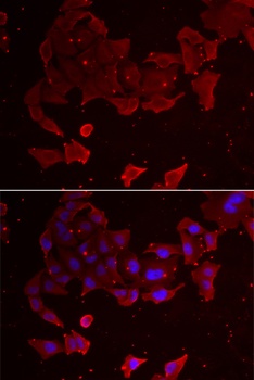 FLCN Antibody