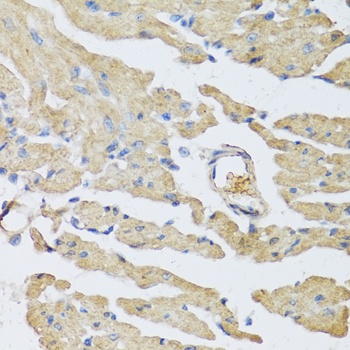 UCN2 Antibody