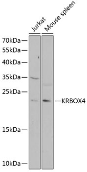 KRBOX4 Antibody