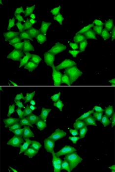 AHSP Antibody