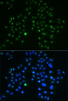GNL3 Antibody