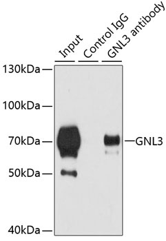 GNL3 Antibody