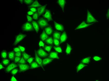 RNF40 Antibody