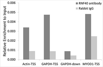 RNF40 Antibody