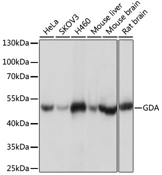 GDA Antibody