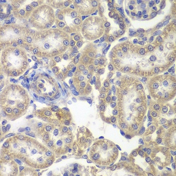 H6PD Antibody