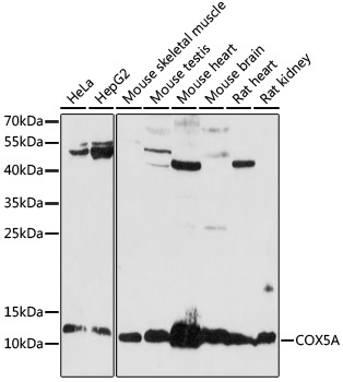 COX5A Antibody
