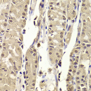 BLZF1 Antibody