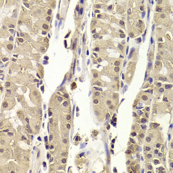 BLZF1 Antibody