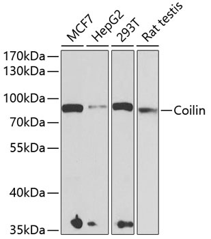 COIL Antibody