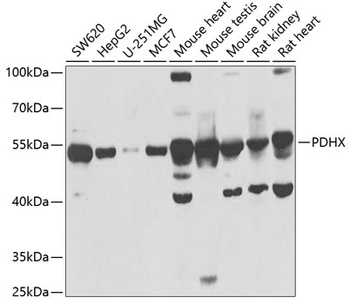 PDHX Antibody