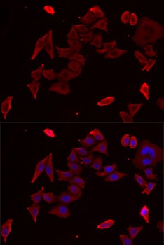 PDHX Antibody