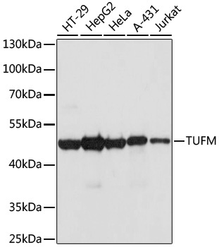 TUFM Antibody