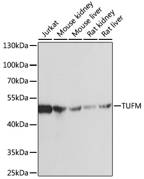 TUFM Antibody