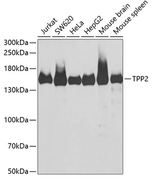 TPP2 Antibody